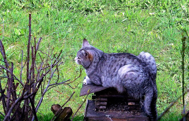 Die Hoffnung stirbt zuletzt ...