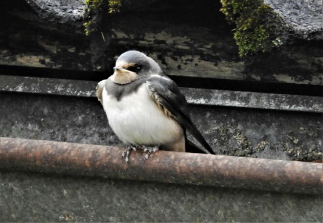 Junges - noch nicht allzu scheues Schwalbenbaby