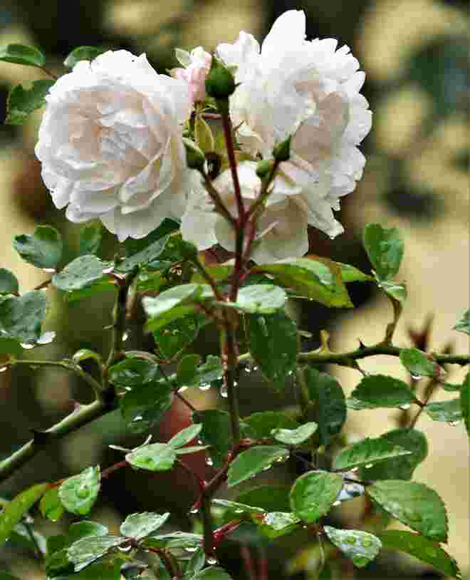 Regen Rosen