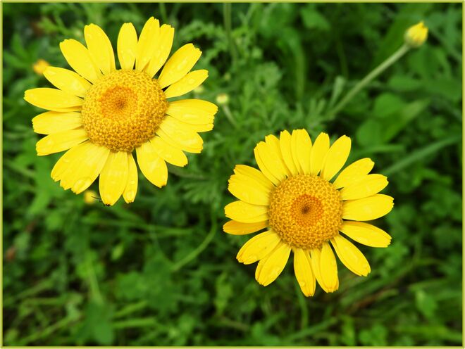 2 kleine Strahleblüten