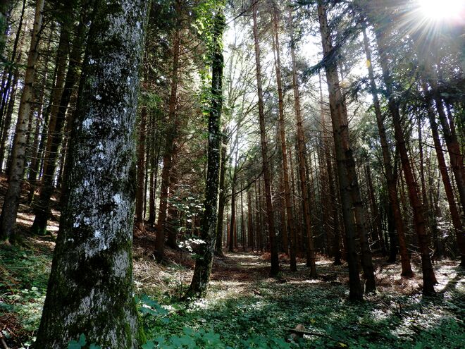 Ein Wald - zum Hineinspazieren