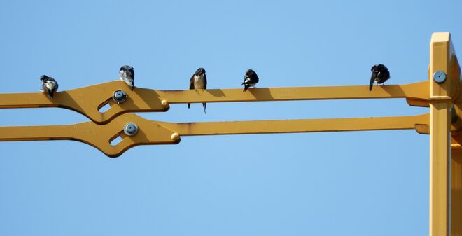 Schwalben-Kran