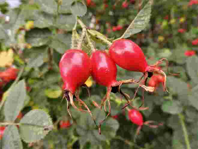 Hetschipetsch
