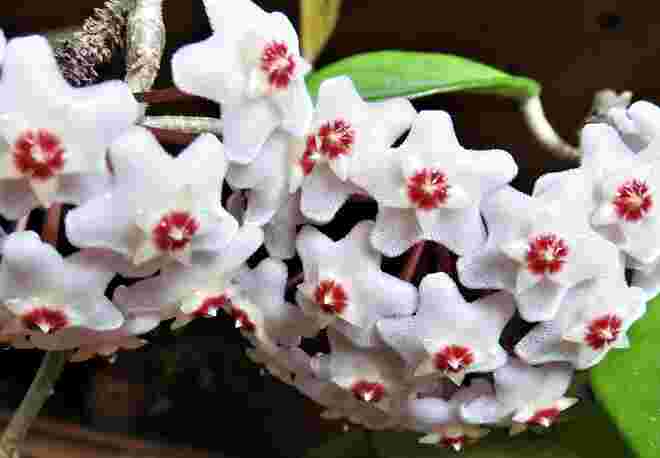 Hoya 