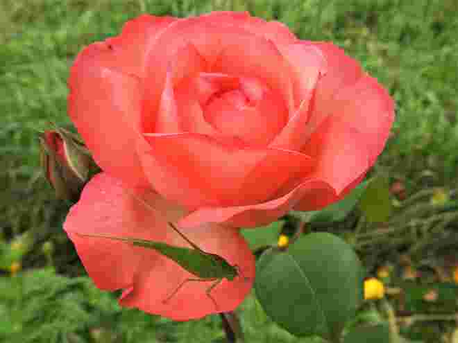 Rose mit Besuch