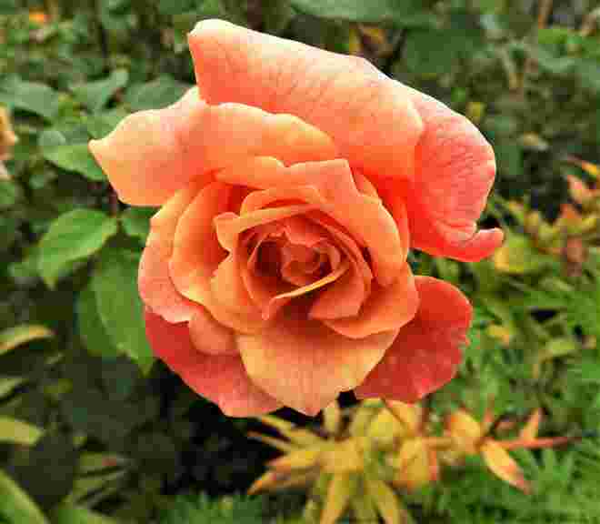 Spätsommer-Rose