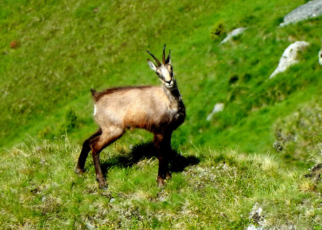 Blickkontakt mit der Gams-Leitgeiß