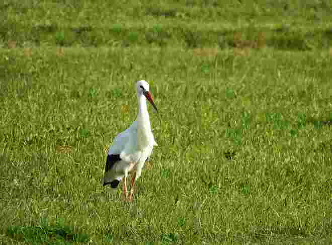 Und der Storch 