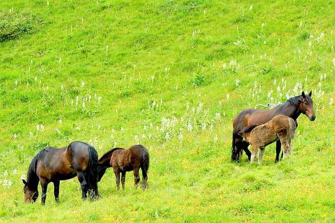 Aufwachsen auf der Alm