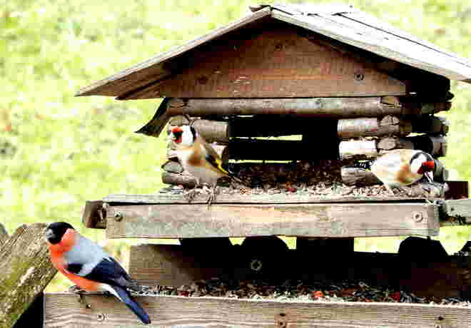 Noch reger Vogelhausbesuch