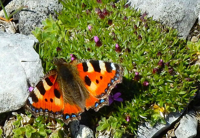 Besuch der Alpenflora