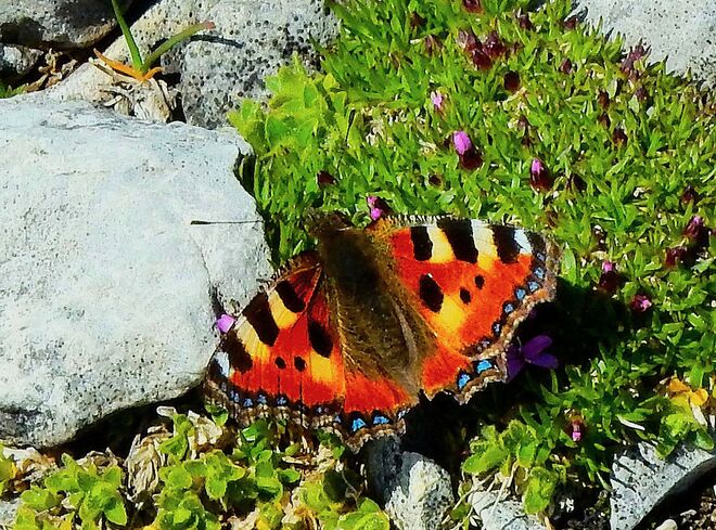 Kleiner Fuchs auf Alpenflora