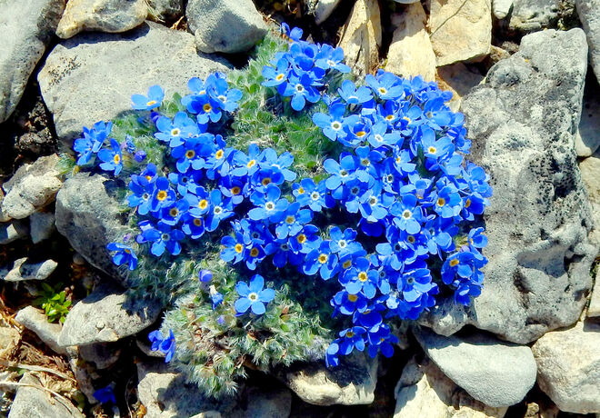 Blau wie ein  Schönwetterhimmel