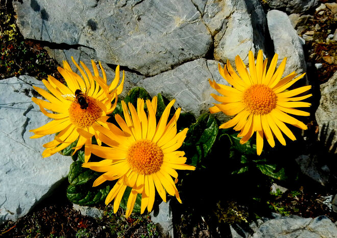 Großköpfige Gemswurz (Doronicum grandiflorum)