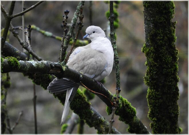 Bin ich eine Türkentaube??