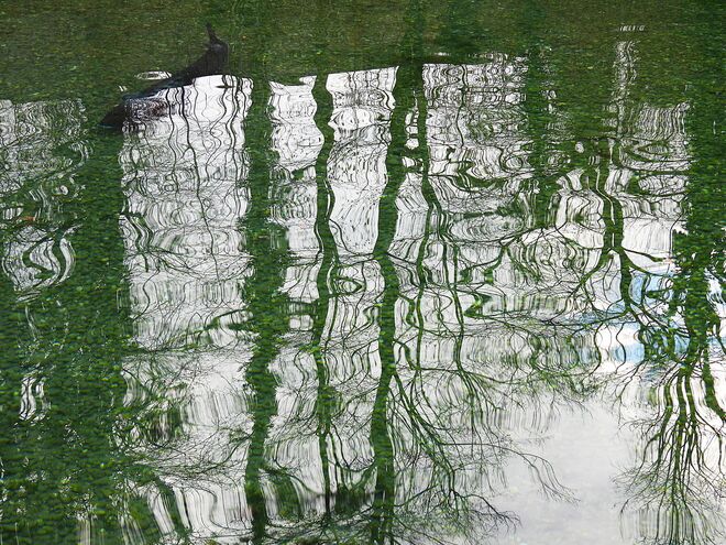 Spiegelung im Störbecken