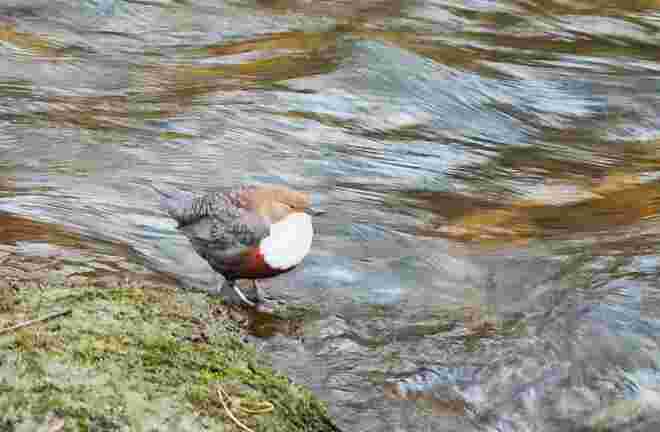 Die Wasseramsel hält die Kälte aus