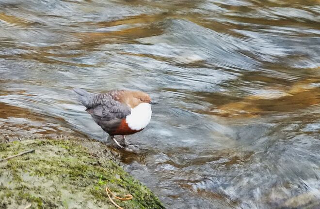 Die Wasseramsel hält die Kälte aus