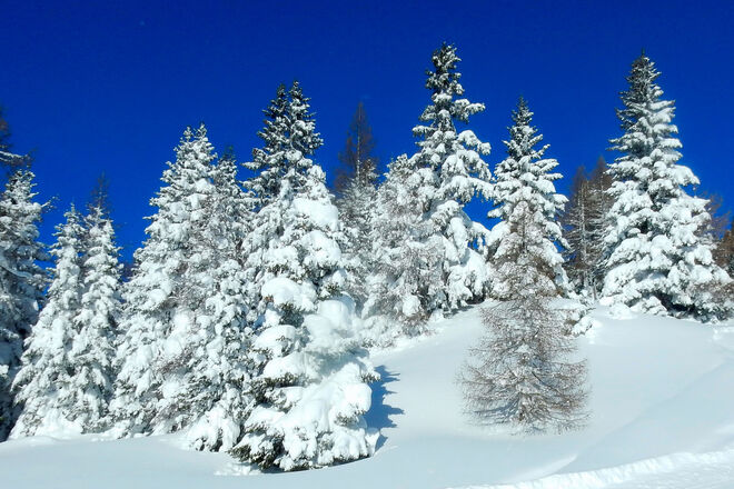 Blauer Himmel, schneeweiße Lärchen