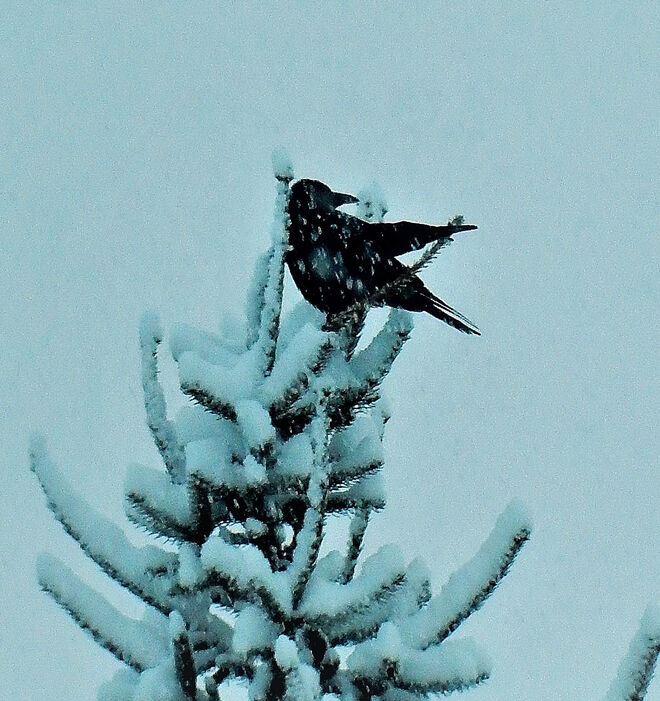 Federpflege in Wipfelhöhe