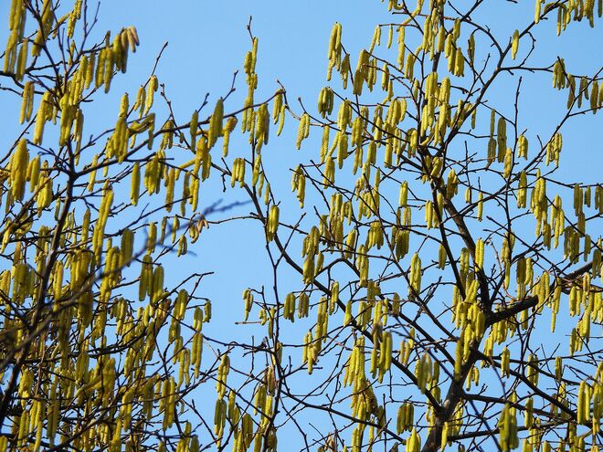 Der Schreck aller Allergier