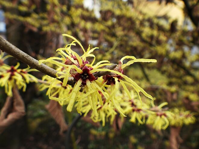 Die schöne Zaubernuss