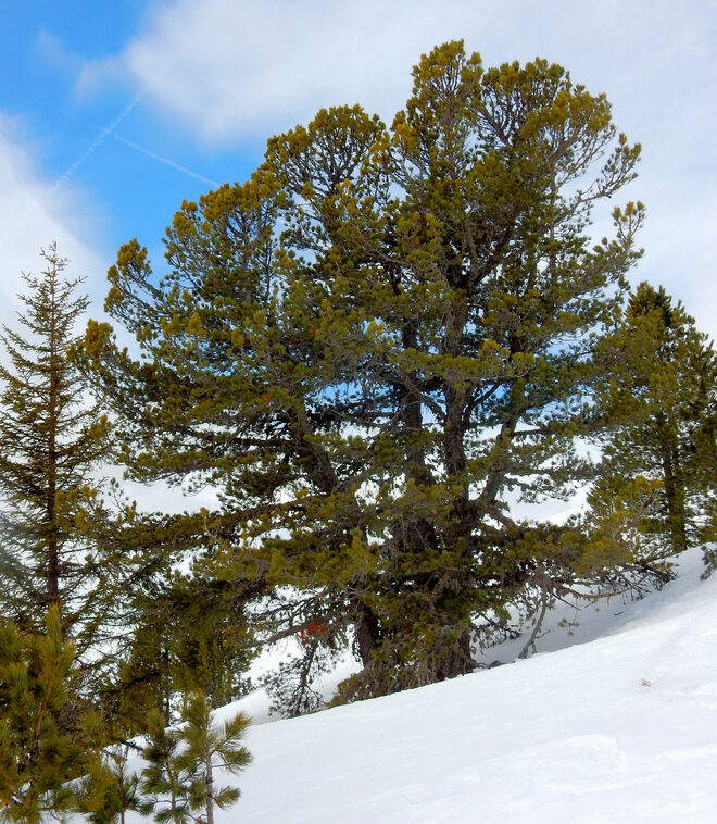 Ein stolzer Baum