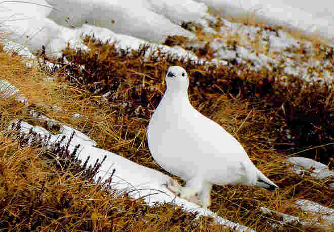 Weiß wie Schnee