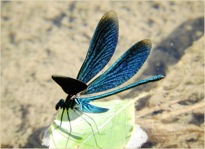 Das Strahlen der Flügel 