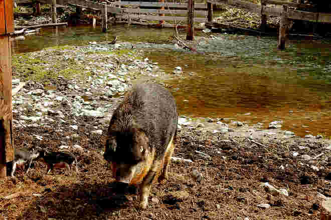 Am Ufer der Longa geboren