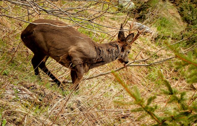 So nahe kommt man ihm selten