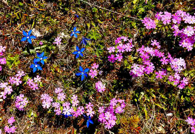 Alpine Blühgemeinschaft