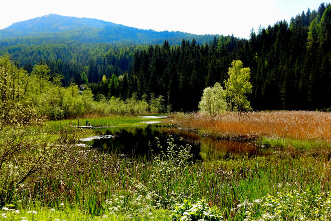 Naturjuwel Seetalsee