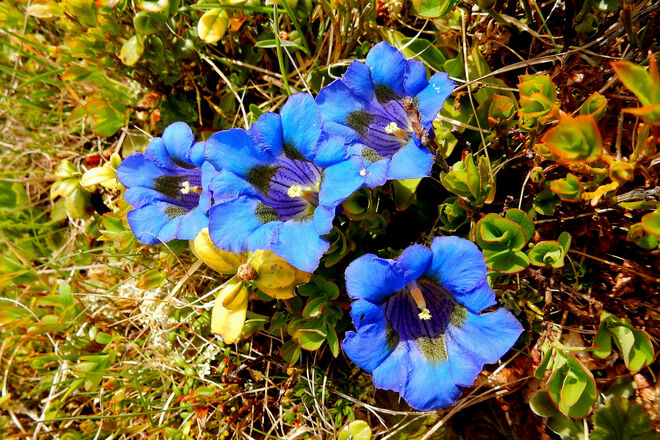 Die mit dem grünen Schlund