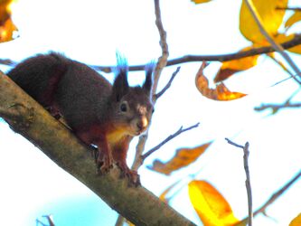 Endlich mal wieder ein Eichkatzerl