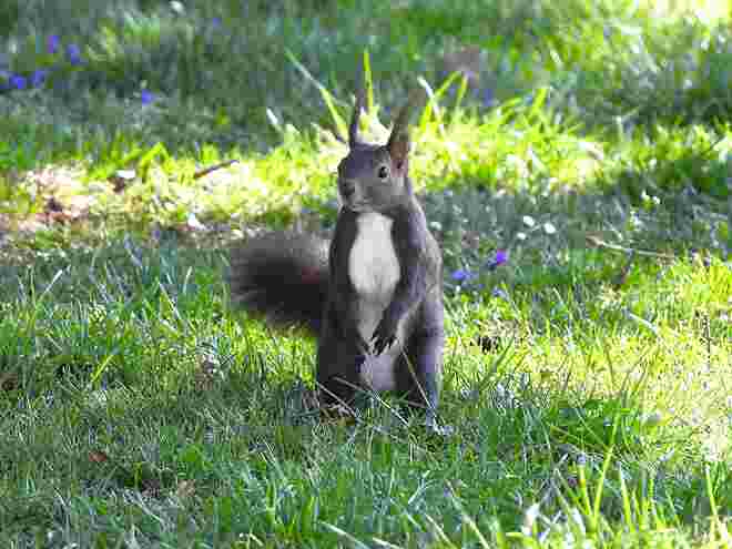 "Hoppla" 
