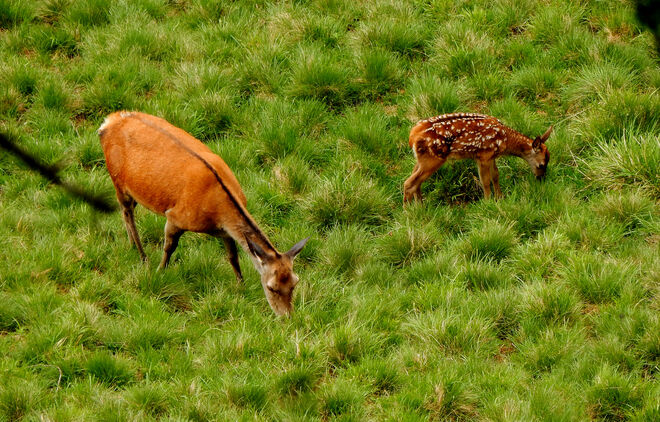 Die ersten Äsungsversuche
