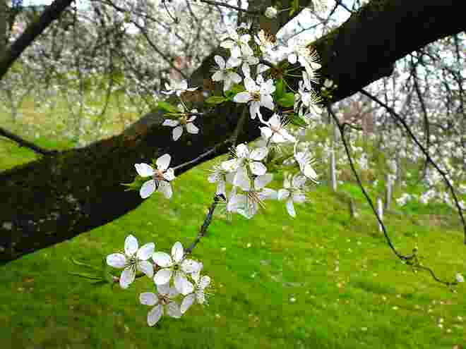 Frühling