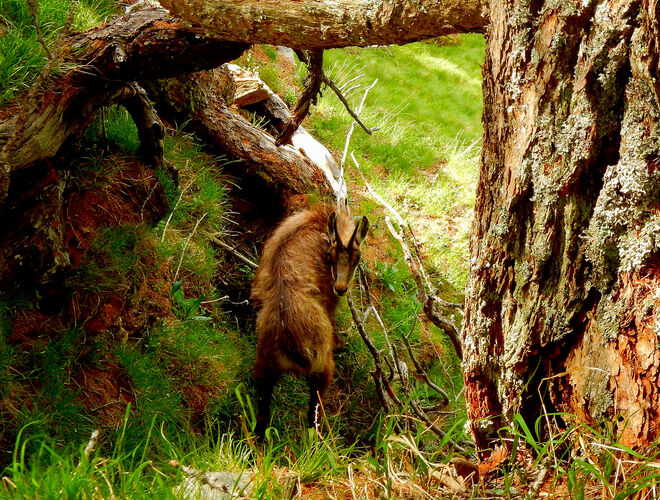 Ja, wer kommt denn da???