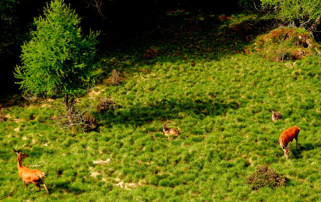 Aufwachsen auf der Hochalm 