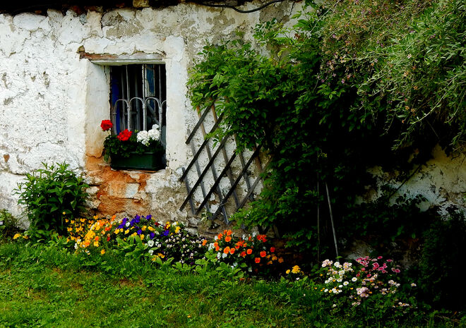 Blumen für Hausmauer