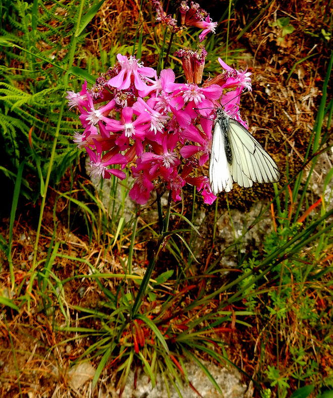 Baumweißling auf Pechnelke