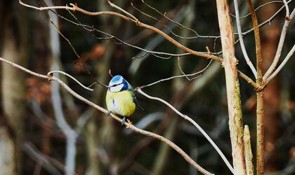 Die Blaumeise leuchtet fast
