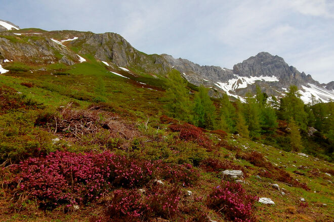 Bergfrühling