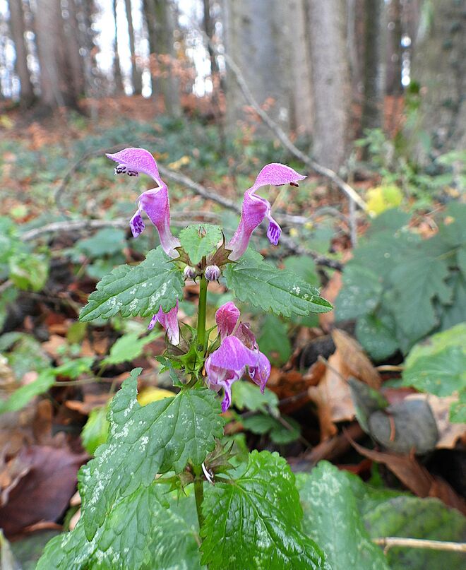 Blühende Taubnessel