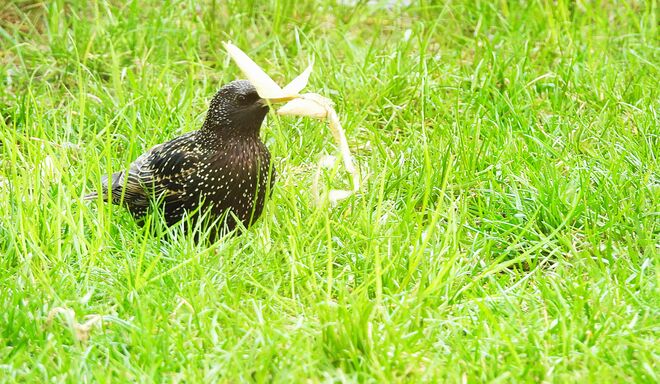 Genau richtig fürs Nest