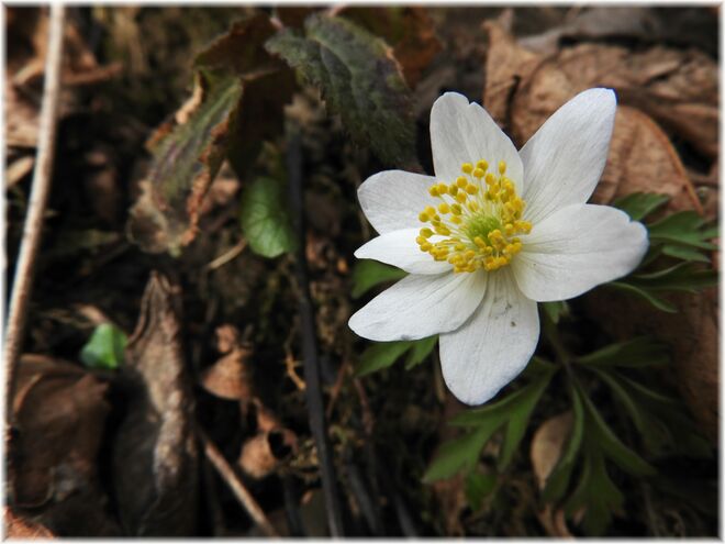 Das erste Buschwindröschen