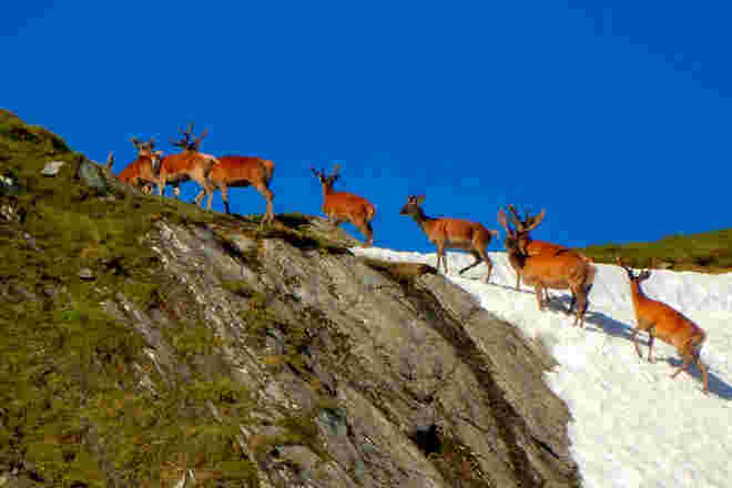 Hirsche im Hochgebirge