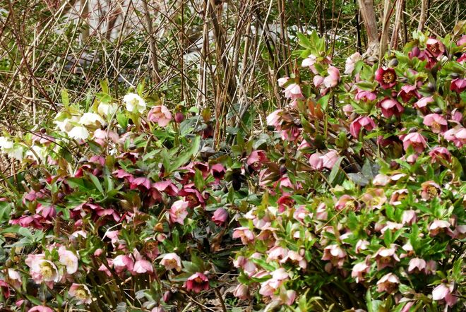 Ein Wald aus Schneerosen