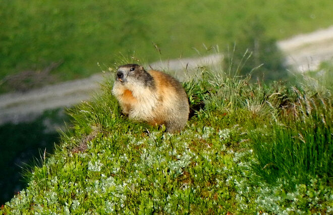 Die Morgensonne genießen